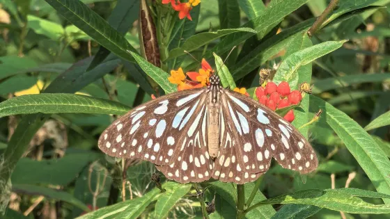 野象谷景區-蝴蝶園