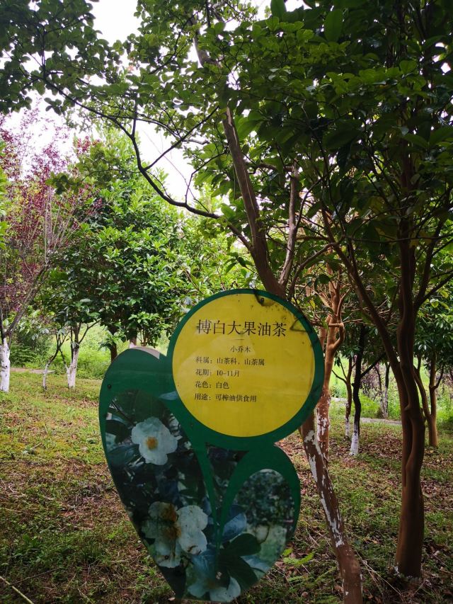贵州龙架山国家森林公园旅行图片 1