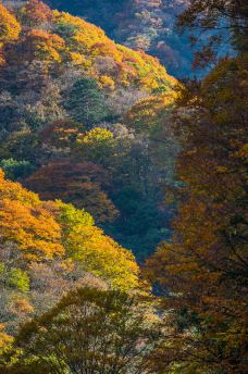 米仓山国家森林公园-南江