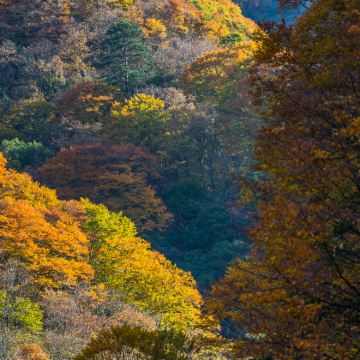 成都+剑门关+阆中古城+光雾山旅游景区+米仓山国家森林公园6日5晚私家团