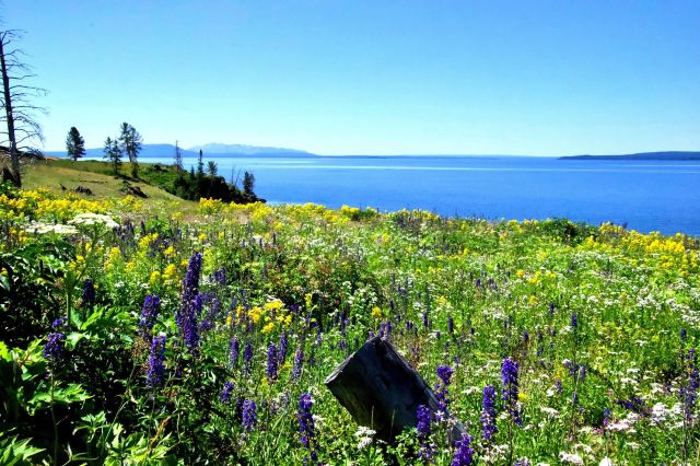 Getting Back to Nature: A Guide on Where to Stay in Yellowstone National Park