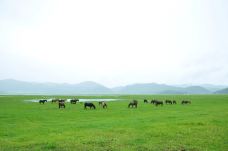 吉达姆草原旅游风景区-香格里拉-chenaoao520