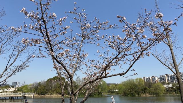 新江湾城公园旅行图片 1