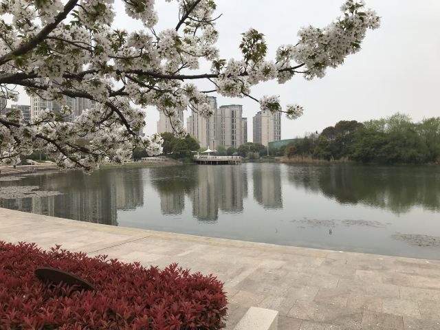 新江湾城公园旅行图片 9
