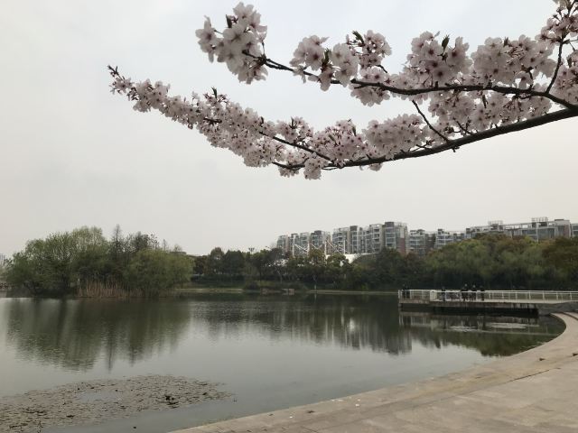 新江湾城公园旅行图片 6