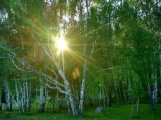 白桦林-布尔津-chaojile