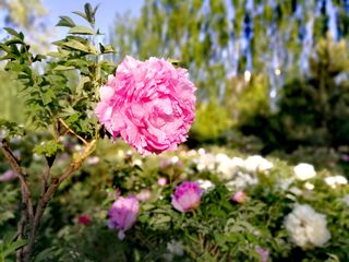 不能不看的牡丹花开——甘肃省临夏州六十里牡丹长廊