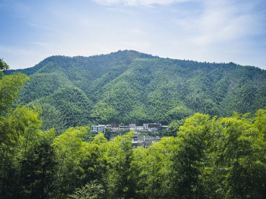 木坑竹海