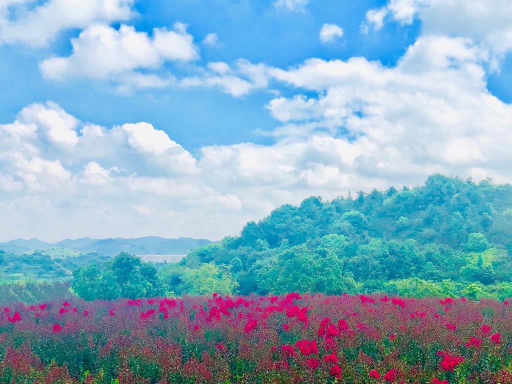 后岭花开嬉栖谷