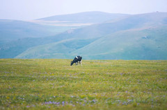 四子王旗游记图片] 距离北京最近的内蒙古大草原，不一样的草原玩法在这里