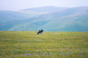 四子王旗游记图文-距离北京最近的内蒙古大草原，不一样的草原玩法在这里