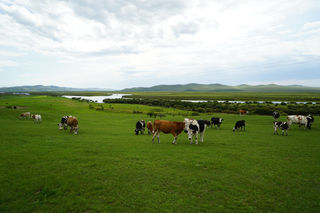 呼伦贝尔大草原游记
