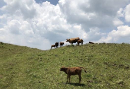 牛棚梁子景点图片
