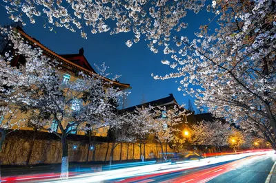 古鸡鸣寺-樱花大道