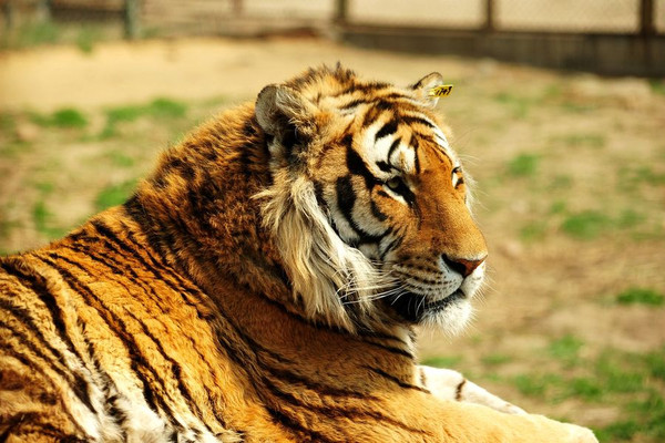 猛虎出笼~一起来横道河子东北虎林园看”东北大猫“