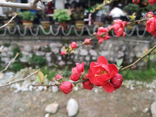 杭州梅家坞休闲游，品农家菜，喝龙井茶