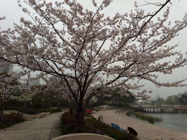 新江湾城公园旅行图片 1