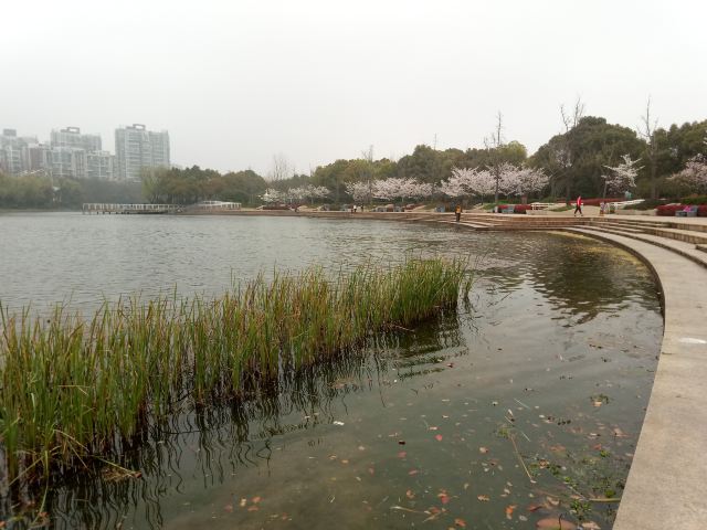 新江湾城公园旅行图片 2