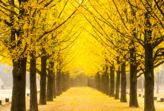 南怡岛一日游【羊驼世界｜小法兰西｜路线可选｜中文司导】【南怡岛： 四季各有不同，无论哪个季节都有优雅的美景。 羊驼世界：零距离接触羊驼，拍照，互动，喂食。】