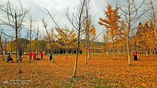 深秋寻“色”，观浙江长兴之银杏。