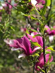 海柏公园-多伦多-YoYo_5T8M8W5T