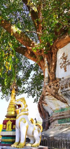 树包塔-芒市-逍遥糊涂仙1971