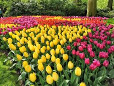 库肯霍夫公园-利瑟-乱翻的书