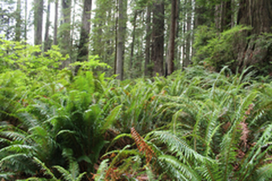 尤里卡游记图片] 巨红杉 蕨类峡谷 大麋鹿