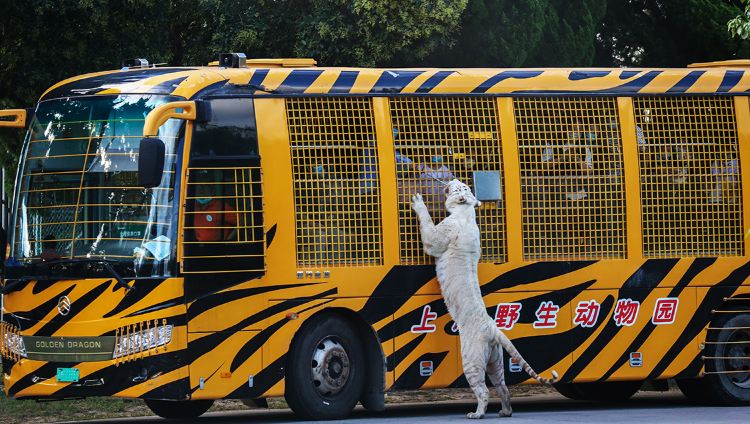 Shanghai Wild Animal Park