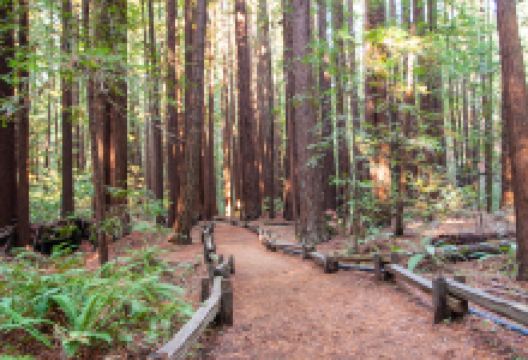 Armstrong Redwoods State Natural Reserve景点图片