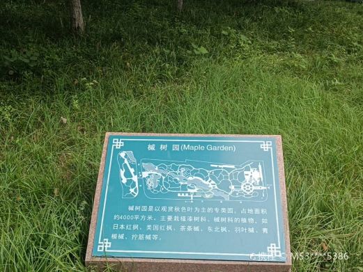 潍坊植物园-槭树园