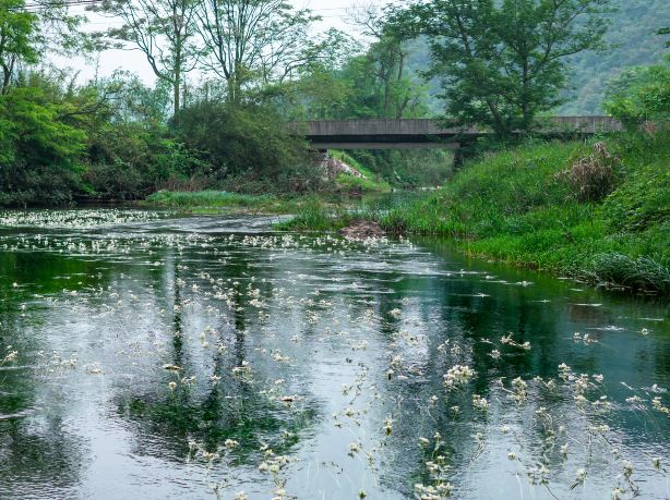 海菜花湿地