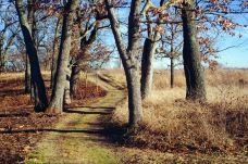 Avon Heath Country Park-圣艾夫斯