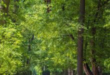 克鲁姆洛夫城堡花园景点图片