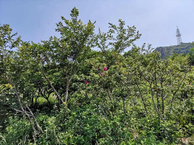 玫瑰谷旅行图片 1