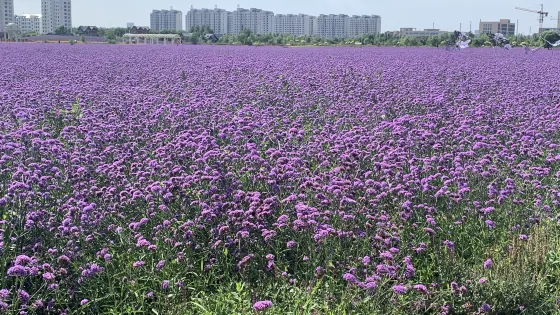 金昌市植物園