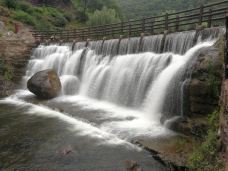 小沟背风景区-济源-大松树叶子