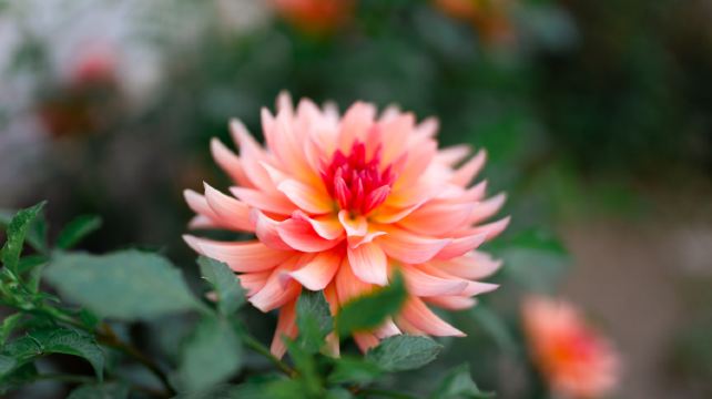 <7天>【溫哥華自由行+黃刀鎮極光】3晚帳篷營地或追獵極光·溫哥華自由探索饕餮美食+維多利亞一日遊+溫哥華市區/威士拿自選日遊+可選狗拉雪橇、冰釣等經典遊玩項目