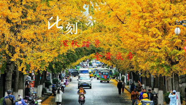 大理这条街“黄”了!古城新晋网红打卡地,冬日银杏铺街!