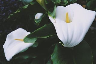 丽江不只有丽江,还有另外的世界:雪山和美湖