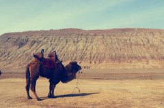 吐鲁番游记图片] 祖国陆地最低点，吐鲁番的沙与火！