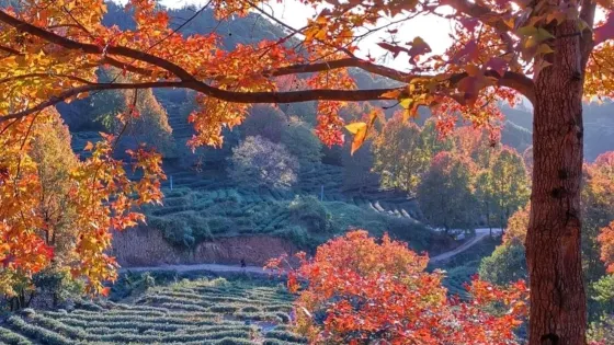 上坑林場