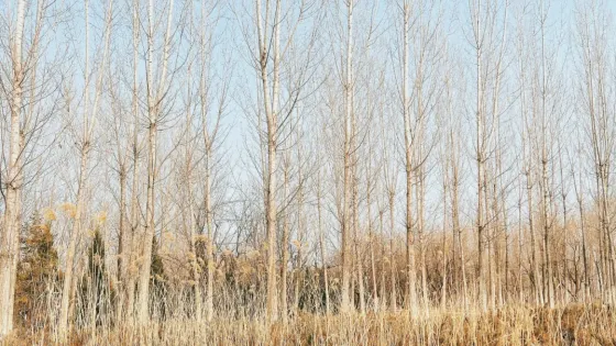金平公園