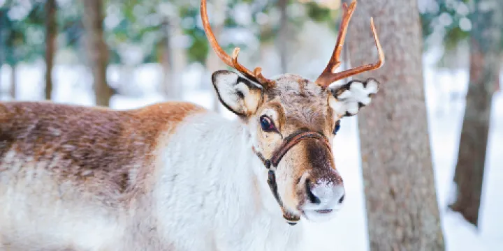 敖魯古雅鄂溫克族馴鹿文化博物館