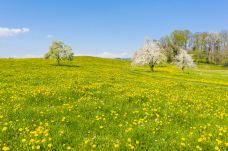 皮拉图斯山-阿尔卑纳赫