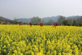 遇见,醉美狮子岩的春天!(2020年万安县宝山乡狮岩村散游)