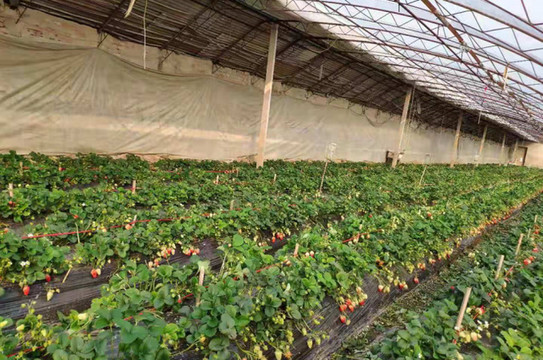 北京通州小程草莓園這誘人的大草莓真是醉了又酸又甜，賣火啦。