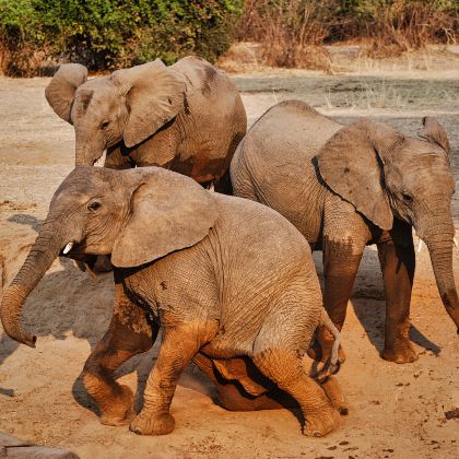 肯尼亚+四大国家公园+两大湖泊+乞力马扎罗山10日跟团游