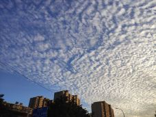 水上公园-石家庄-葱头杨61667