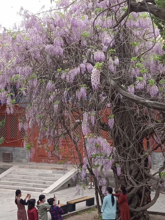 地坛公园旅行图片 2